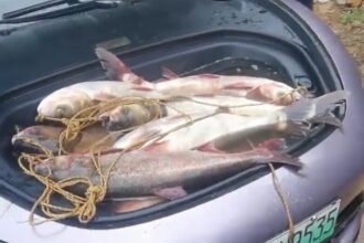 Xiaomi SU7 has a secret fish mode as demonstrated by one owner
